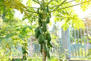 The papaya tree is in full bloom with both unripe and ripe fruit. Thai people often use the raw fruit to make papaya salad. Ripe fruits are eaten fresh, which provide many nutrients. photo