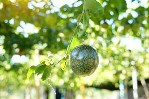 Raw passion fruit on the tree have a round or oval shape Shell color varies by species. such as the purple variety Yellow and yellow. Fruit peel is thick, glossy, inside the fruit contains many seeds. photo