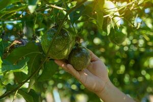 Hand holding raw passion fruit on the tree. The passion fruit has an oval shape, a thick, oily rind. There are many seeds inside the fruit. It is a healthy fruit with high fiber content. photo