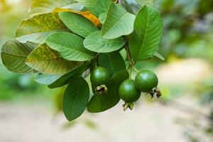 The raw guava fruit on the tree is a fruit that is high in vitamin C. The taste is sweet and slightly sour. The flesh is thick, fine and crisp, white. Soft and selective focus. photo