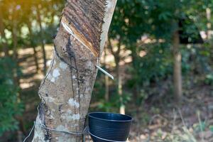 The cuts on the rubber trees allow the white latex to flow into the latex cups that the gardeners left in the early morning. Soft and selective focus. photo