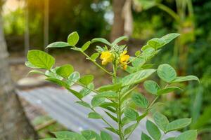 senna hirsuta es un legumbre con amarillo flores, peludo tallos, y curvo vainas eso es un medicinal planta ese ayuda a inducir dormir, aliviar fiebre, y aliviar urinario problemas. foto