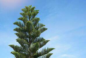 coral arrecife araucaria o norfolk isla pino árbol en cielo antecedentes. eso es un ornamental planta, ramificado fuera dentro capas hermosa verde hojas. suave y selectivo enfocar. foto