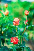 Red rose in the garden. Nature background. Shallow depth of field. photo