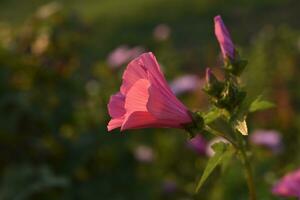 Beautiful bright flowers of lavatera in the summer garden at sunset. Lavatera trimestris. Juicy mallow flowers. photo