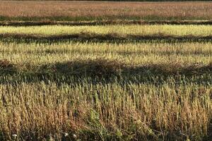 Buckwheat field on a sunny autumn day. Harvesting in the field. photo