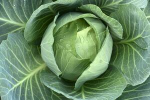 Green cabbage removed from the top. Ripe cabbage fruit. Brassica oleracea. photo