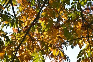 Yellow-green-red leaves of mountain ash in autumn in the rays of the setting sun. Beautiful colorful autumn leaves. photo