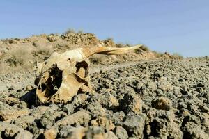 a skull laying on the ground in the desert photo