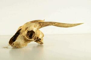 a skull with long horns on a white surface photo