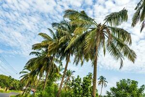 coconut trees palms against the blue sky of India photo