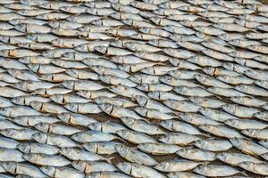 rows of drying mackerel or saba fish on the road by the ocean in an Indian village. poor areas of goa photo