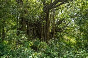 huge banyan tree in the Indian jungle photo