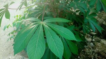Cassava plant with green leaves growing in the garden photo