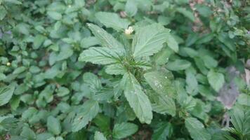 Malvastrum coromandelianum, also known as threelobe false mallow, is an annual or perennial herb or shrub native to North and South America photo