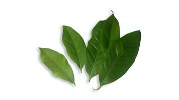 Fresh green bay leaves in isolated white background. for cooking spices, herbal medicines and fragrances photo