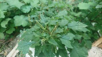 Amaranthus spinosus L. or wild spinach growing in the shrub photo