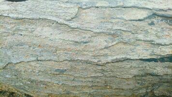 texture of the outer layer of dried mango wood photo
