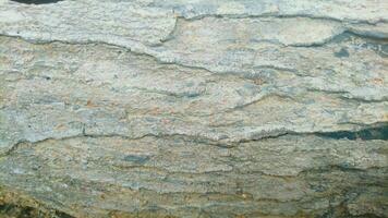 texture of the outer layer of dried mango wood photo