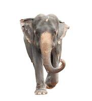 full body face of asian elephant isolated white background photo