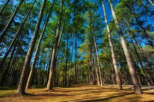 pine wood land in chiang mai northern of thailand photo