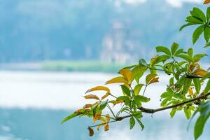 Hoan Kiem Lake - Ho Guom or Sword lake in the center of Hanoi in the fog in the morning. photo