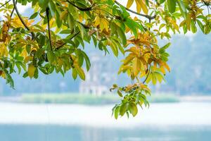 Hoan Kiem Lake - Ho Guom or Sword lake in the center of Hanoi in the fog in the morning. photo