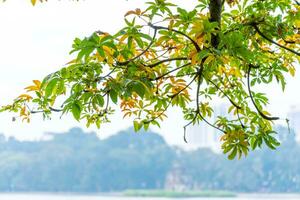 Hoan Kiem Lake - Ho Guom or Sword lake in the center of Hanoi in the fog in the morning. photo