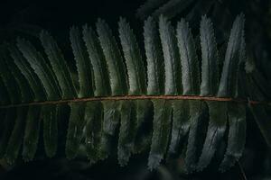 green texture hundreds of ferns. Green fern tree growing in summer. photo