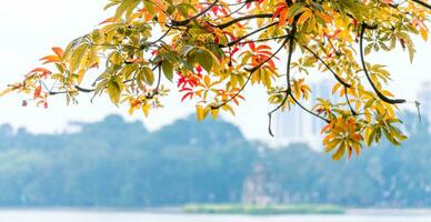 Hoan Kiem Lake - Ho Guom or Sword lake in the center of Hanoi in the fog in the morning. photo