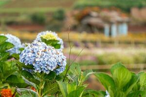 Hydrangea flowers are blooming in Da Lat garden. This is a place to visit ecological tourist garden attracts other tourism to the highlands Vietnam photo