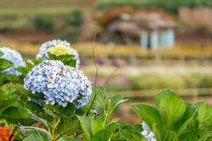 Hydrangea flowers are blooming in Da Lat garden. This is a place to visit ecological tourist garden attracts other tourism to the highlands Vietnam photo