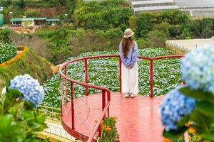 Young woman traveler enjoying with blooming hydrangeas garden in Dalat, Vietnam photo