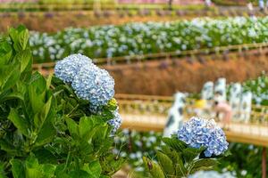 Hydrangea flowers are blooming in Da Lat garden. This is a place to visit ecological tourist garden attracts other tourism to the highlands Vietnam photo