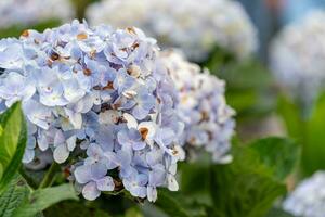 Hydrangea flowers are blooming in Da Lat garden. This is a place to visit ecological tourist garden attracts other tourism to the highlands Vietnam photo