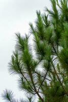 Pine tree branches photo