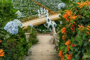 Hydrangea flowers are blooming in Da Lat garden. This is a place to visit ecological tourist garden attracts other tourism to the highlands Vietnam photo