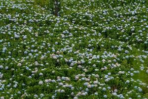 hortensia flores son floreciente en da lat jardín. esta es un sitio a visitar ecológico turista jardín atrae otro turismo a el tierras altas Vietnam foto