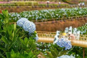 Hydrangea flowers are blooming in Da Lat garden. This is a place to visit ecological tourist garden attracts other tourism to the highlands Vietnam photo