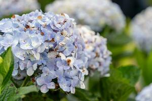 Hydrangea flowers are blooming in Da Lat garden. This is a place to visit ecological tourist garden attracts other tourism to the highlands Vietnam photo
