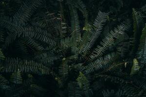 green texture hundreds of ferns. Green fern tree growing in summer. photo