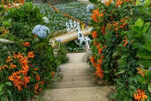 hortensia flores son floreciente en da lat jardín. esta es un sitio a visitar ecológico turista jardín atrae otro turismo a el tierras altas Vietnam foto