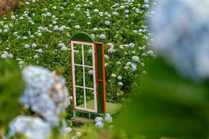 Hydrangea flowers are blooming in Da Lat garden. This is a place to visit ecological tourist garden attracts other tourism to the highlands Vietnam photo