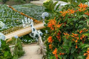 Hydrangea flowers are blooming in Da Lat garden. This is a place to visit ecological tourist garden attracts other tourism to the highlands Vietnam photo