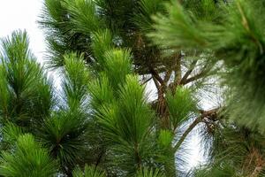 Pine tree branches photo