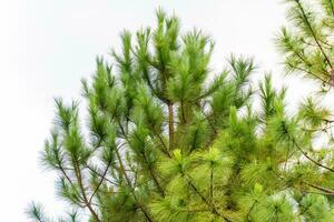 Pine tree branches photo