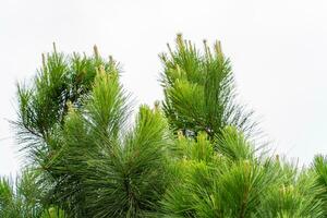 Pine tree branches photo