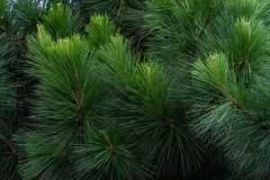 Pine tree branches background photo