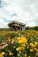 peaceful background with blooming yellow xerochrysum bracteatum garden in Dalat, Vietnam photo