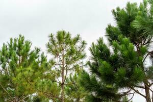 Pine tree branches photo